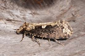 Attēlu rezultāti vaicājumam “Scardia boletella”