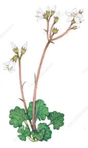 Attēlu rezultāti vaicājumam “Saxifraga granulata flower”