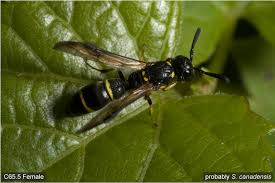 Attēlu rezultāti vaicājumam “Symmorphus sp.”