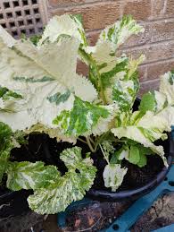 Attēlu rezultāti vaicājumam “Armoracia rusticana leaf”