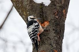 Attēlu rezultāti vaicājumam “Dendrocopos leucotos female”