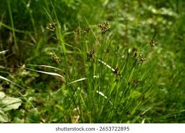 Attēlu rezultāti vaicājumam “Luzula campestris fruit”