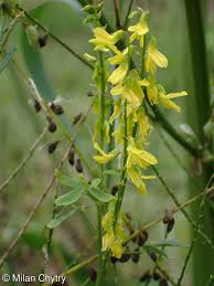 Attēlu rezultāti vaicājumam “Melilotus wolgicus flower”