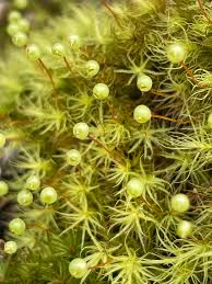 Attēlu rezultāti vaicājumam “Bartramia pomiformis sporophyte”