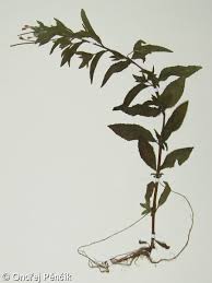 Attēlu rezultāti vaicājumam “Epilobium roseum”