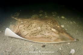 Image result for Rostroraja eglanteria