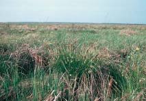 Attēlu rezultāti vaicājumam “Carex appropinquata”