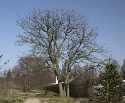 Attēlu rezultāti vaicājumam “Gymnocladus dioicus”