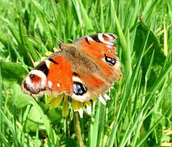 Attēlu rezultāti vaicājumam “Inachis io underside”