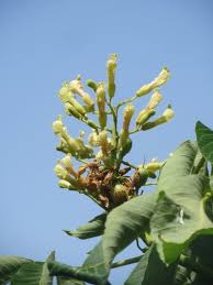 Attēlu rezultāti vaicājumam “Aesculus flava bud”