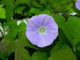 Image result for Ipomoea Lavender