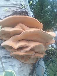 Attēlu rezultāti vaicājumam “Sarcodontia crocea”