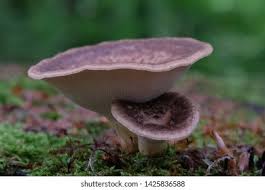 Attēlu rezultāti vaicājumam “Polyporus tuberaster”