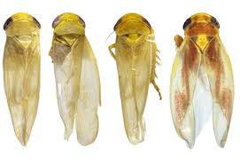 Attēlu rezultāti vaicājumam “Cicadellidae”