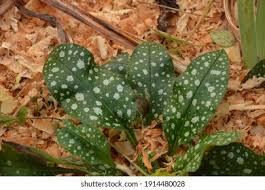 Attēlu rezultāti vaicājumam “Pulmonaria saccharata leaf”