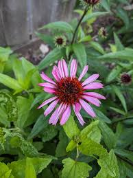 Attēlu rezultāti vaicājumam “Echinacea purpurea leaf”