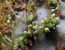 Attēlu rezultāti vaicājumam “Bryum funkii”