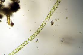 Attēlu rezultāti vaicājumam “Craterium minutum cf. var. brunneum macro”