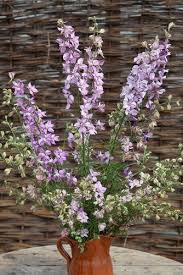 Image result for Delphinium consolida