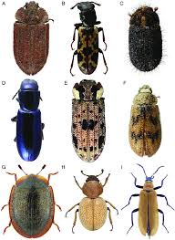 Attēlu rezultāti vaicājumam “Trogossitidae”