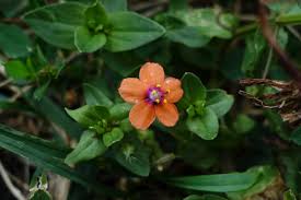 Image result for Anagallis arvensis