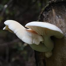 Attēlu rezultāti vaicājumam “Hypsizygus ulmarius”