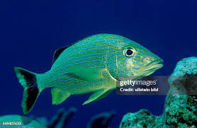 Image result for Haemulon flavolineatum