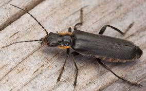 Attēlu rezultāti vaicājumam “Cantharis obscura”