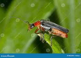 Attēlu rezultāti vaicājumam “Cantharis livida”