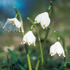 Attēlu rezultāti vaicājumam “Leucojum vernum var. vernum”