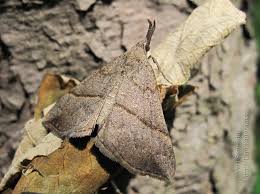 Attēlu rezultāti vaicājumam “Hypena proboscidalis”