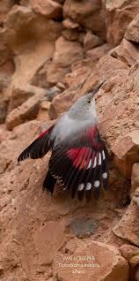 Image result for Tichodroma muraria