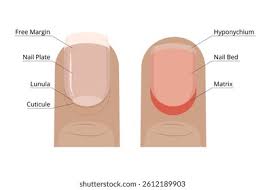 Image result for lunula nail