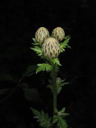 Attēlu rezultāti vaicājumam “Serratula tinctoria leaf”