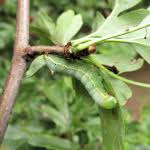 Attēlu rezultāti vaicājumam “Ptilodon capucina larva”