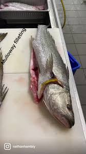 Image result for Argyrosomus japonicus