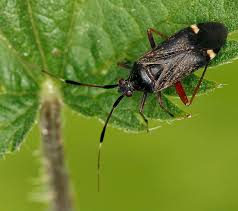Attēlu rezultāti vaicājumam “Closterotomus biclavatus imago”
