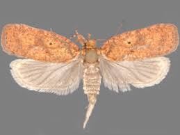 Attēlu rezultāti vaicājumam “Agonopterix ciliella imago”