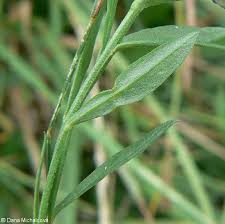 Attēlu rezultāti vaicājumam “Polygala vulgaris leaf”