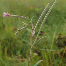 Attēlu rezultāti vaicājumam “Epilobium palustre”