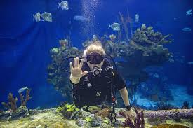 Image result for Exe To Sea Diving