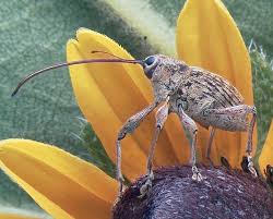 Attēlu rezultāti vaicājumam “Curculionidae”