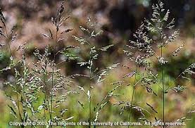 Attēlu rezultāti vaicājumam “Poa trivialis flower”