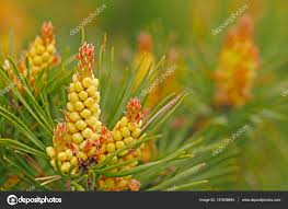 Attēlu rezultāti vaicājumam “Pinus sylvestris male flower”