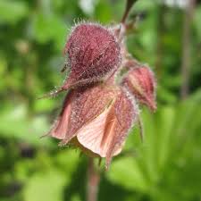 Image result for Geum rivale