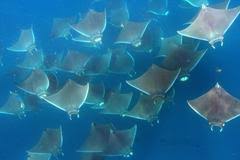 Image result for Mobula hypostoma