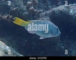 Image result for Sparisoma rubripinne