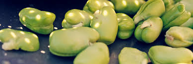 Image result for Dicke Bohnen