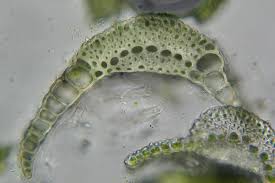 Attēlu rezultāti vaicājumam “Eucladium verticillatum”