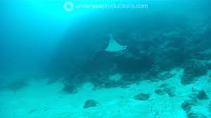 Image result for Mobula thurstoni